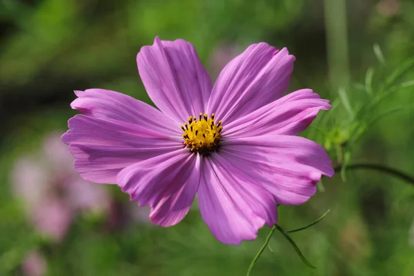 Retrato de flor rosa de aster mexicano (cosmos de jardín) en la suma — Foto de Stock