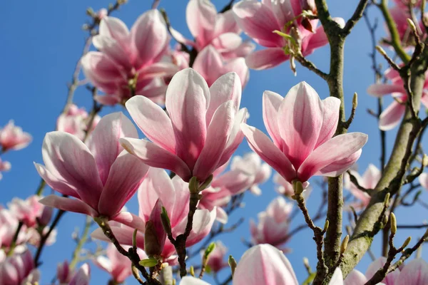 Rama Árbol Magnolia Jardín Primavera Macro Fotografía Naturaleza — Foto de Stock