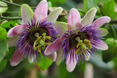 Tropikal pastel passiflora çiçek portresi. Doğanın makro fotoğrafçılık.