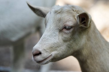 Çiftlikte bej keçi çocuk portresi. Doğa ve yaban hayatı fotoğraf.
