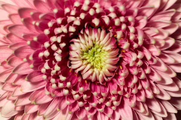 Retrato Flor Rosa Gerbera Jardim Verão Macro Fotografia Natureza — Fotografia de Stock