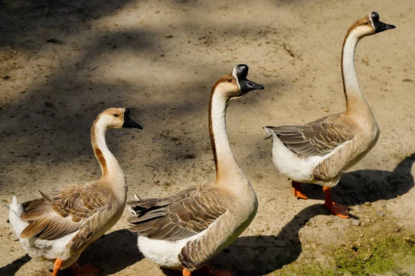 Weergave Van Gedomesticeerde Chinese Gans Gezin Boerderij Fotografie Van Natuur — Stockfoto