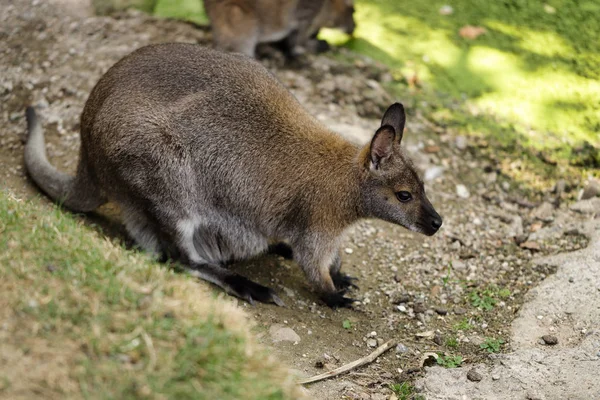 Portrait Australian Kangaroo Marsupial Photography Nature Wildlife — Stock Photo, Image