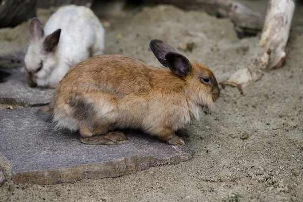 グレーブラウン国内ピグミー ウサギの全身 自然と野生動物の写真 — ストック写真
