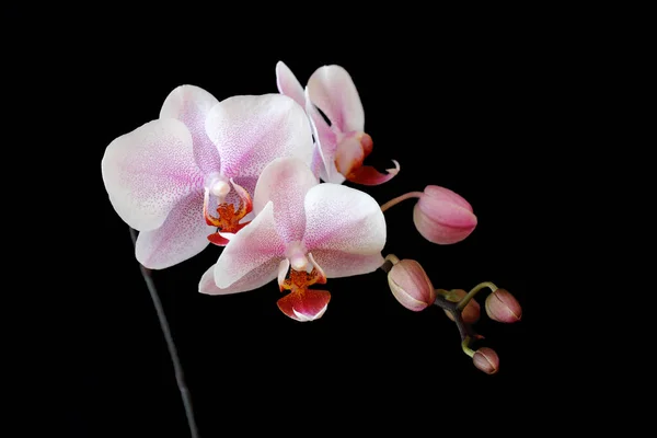 Nahaufnahme Einer Weiß Rosa Orchideenblüte Orchideengewächse Auf Schwarzem Hintergrund Makrofotografie — Stockfoto
