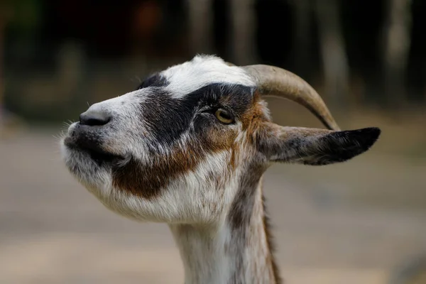 Portrait Female African Pygmy Goat Farm Photography Nature Wildlife — Stock Photo, Image