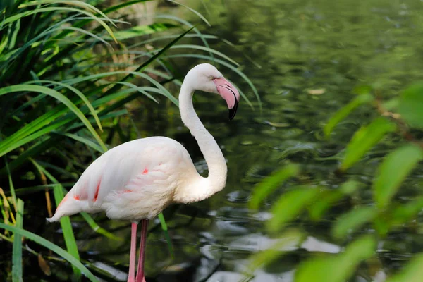 Różowe Kolorowe Faunie Flamingo Brodząc Rzece Fotografia Przyrody Dzikich Zwierząt — Zdjęcie stockowe