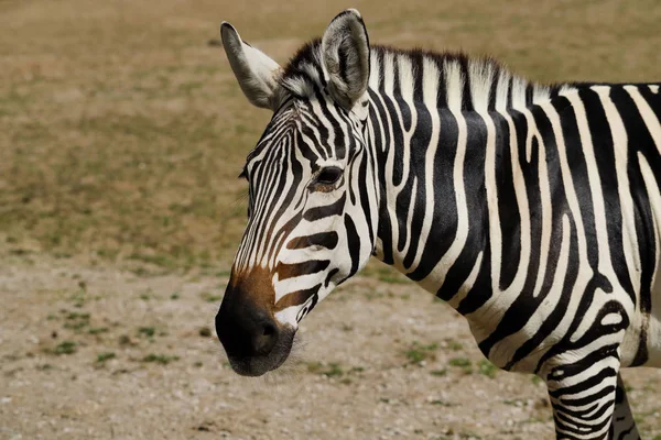 Portrait African Striped Coat Zebra Photography Nature Wildlife — Stock Photo, Image