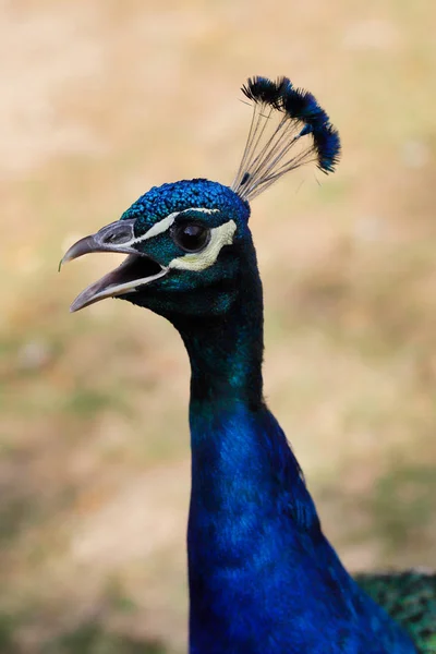 Portrait of male blue indian peafowl. Photography of nature and wildlife.
