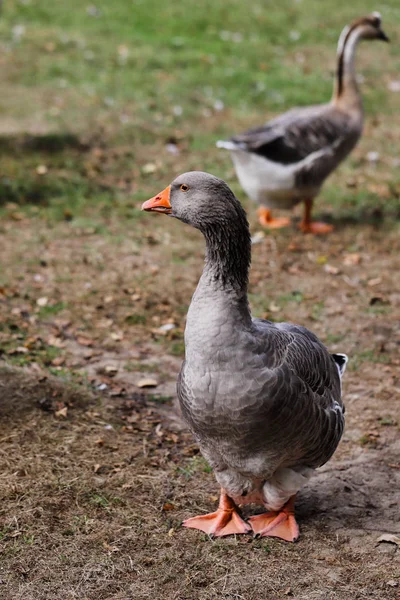 Pohled Husa Domácí Toulouse Farmě Fotografie Přírody Divoké Zvěře — Stock fotografie