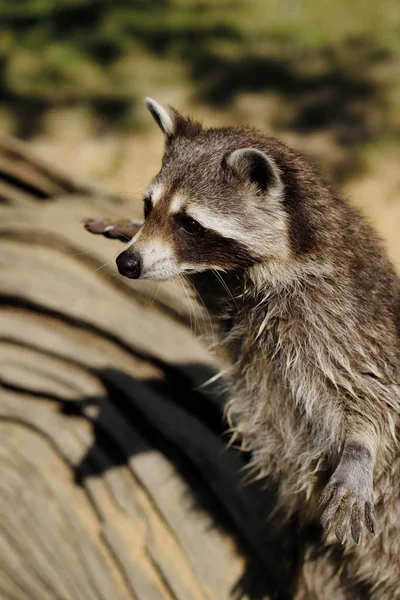 Retrato Mapache Común Adulto Pie Mirando Fotografía Naturaleza Vida Silvestre — Foto de Stock