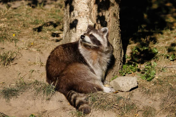 Vue Corps Complet Raton Laveur Commun Adulte Assis Photographie Nature — Photo