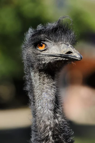 Portrét australských emu (dromaius novaehollandiae) — Stock fotografie