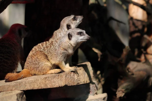 Pełne ciało dzikich African meerkats. — Zdjęcie stockowe