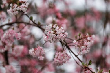 Viburnum bodnantense Şafak çiçekli ağaç Dalı
