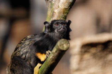 Portrait of female red-handed midas tamarin monkey clipart