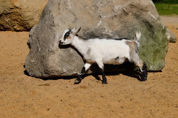 Hela kroppen av unga afrikanska Pygmy Goat — Stockfoto
