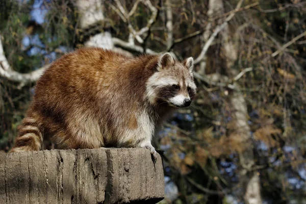 View of full body male common raccoon — Stock Photo, Image
