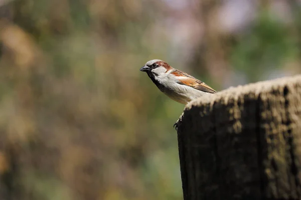 Uitzicht op mannelijke Huis Sparrow op de boomstam — Stockfoto