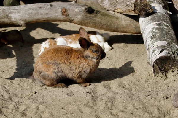 ブラウングレーの国産ピグミーウサギの全身(バニー) — ストック写真