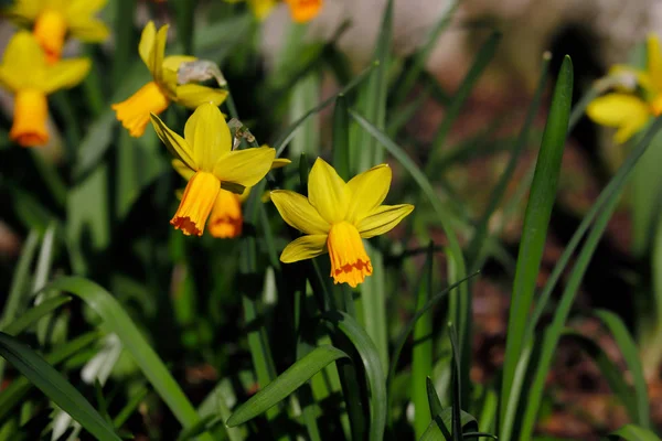 Close-up de flor narciso amarelo no jardim da primavera — Fotografia de Stock