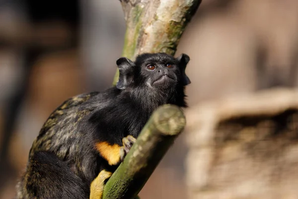 Portret van de vrouwelijke Red-Handed Midas Tamarin Monkey — Stockfoto