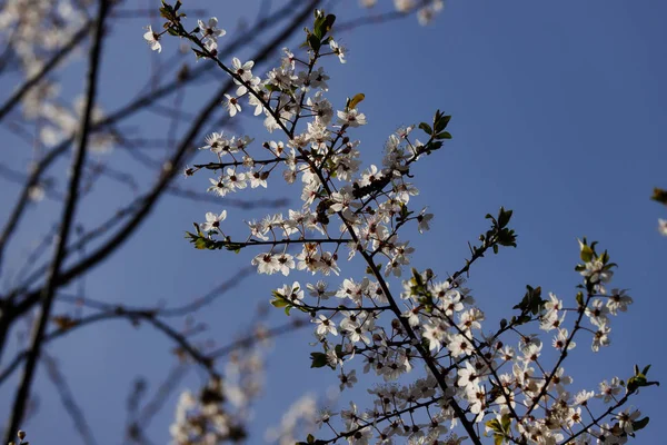 春庭の開花プルナススピノサの木の眺め — ストック写真