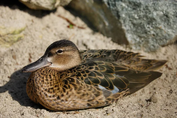 Kadın tarçın teal yaban ördeği tam vücut