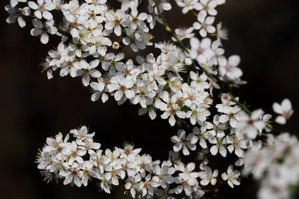 Ramo di prunus serrulata ciliegia giapponese nel giardino primaverile — Foto Stock