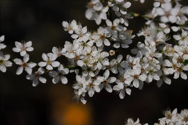 Ramo di prunus serrulata ciliegia giapponese nel giardino primaverile — Foto Stock