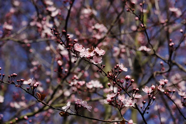 春の庭でプルナスの serrulata 桜の枝 — ストック写真