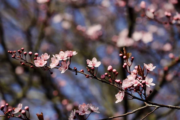 春の庭でプルナスの serrulata 桜の枝 — ストック写真