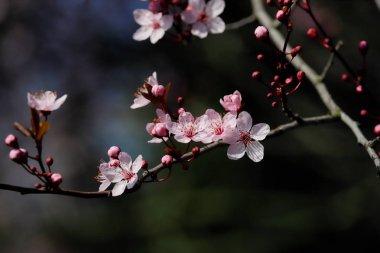 Prunus serrulata Japon cherry bahar bahçe Şubesi