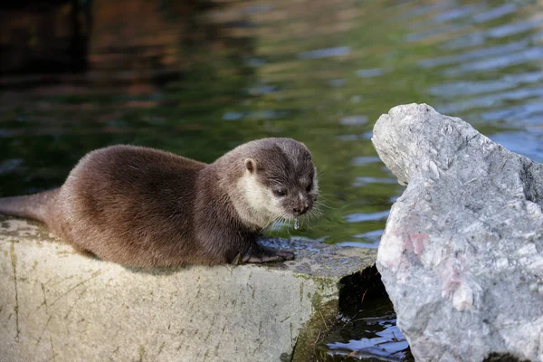 Portret Eurazjatyckiej Wydra Pigmy (Lutra Lutra) na kamieniu — Zdjęcie stockowe