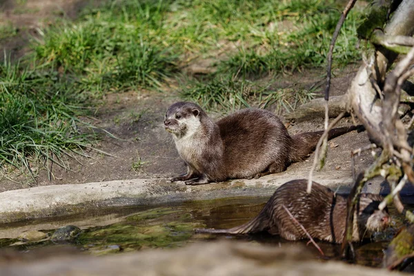 Pełny korpus Eurazjatyckiej Wydra Pigmy (Lutra Lutra) — Zdjęcie stockowe