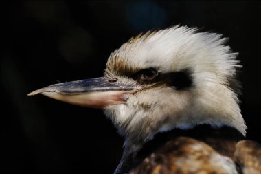 Gülen bir kookaburra kuş portresi