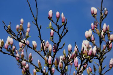 Bahar bahçesinde siebolds manolya ağacının Şubesi