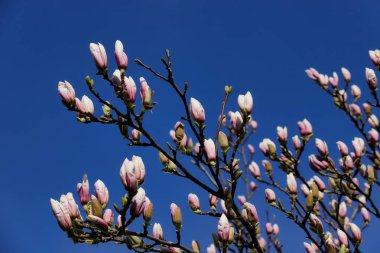 Bahar bahçesinde siebolds manolya ağacının Şubesi