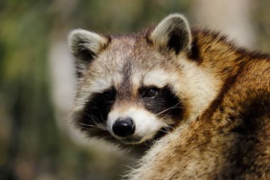 Erkek ortak rakun portresi