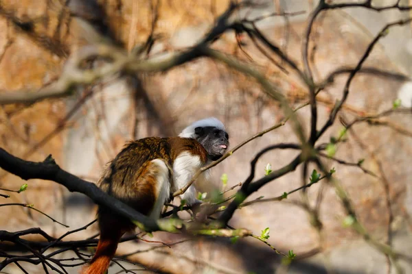 Volledige lichaam van katoen-top Tamarin een kleine nieuwe wereld aap — Stockfoto