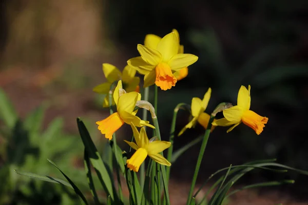 Close-up de flor narciso amarelo no jardim da primavera — Fotografia de Stock