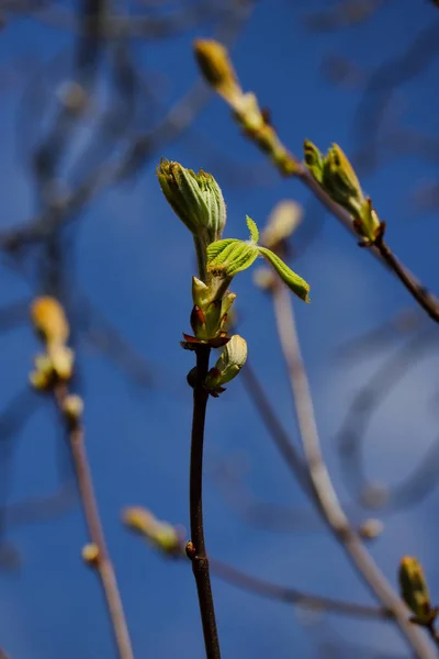 春の庭の青空の背景に木の枝 — ストック写真