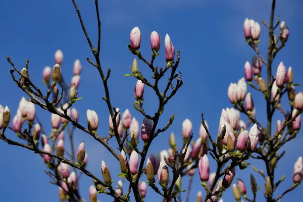 Bahar bahçesinde siebolds manolya ağacının Şubesi