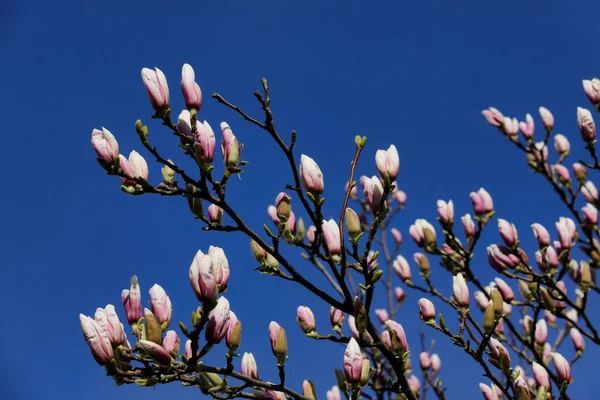 春庭のシーボルドマグノリアの枝 — ストック写真