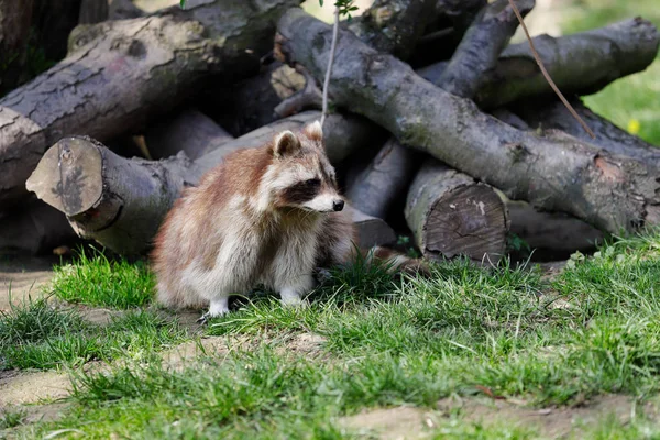 Ganzkörper sitzender männlicher Waschbär — Stockfoto