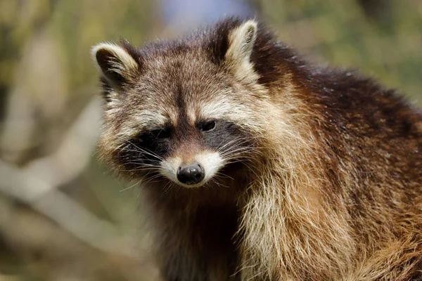 Porträt des männlichen Waschbärs — Stockfoto