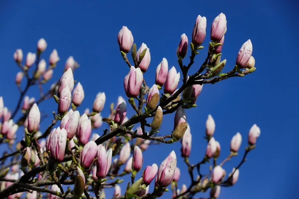 春庭のシーボルドマグノリアの枝 — ストック写真