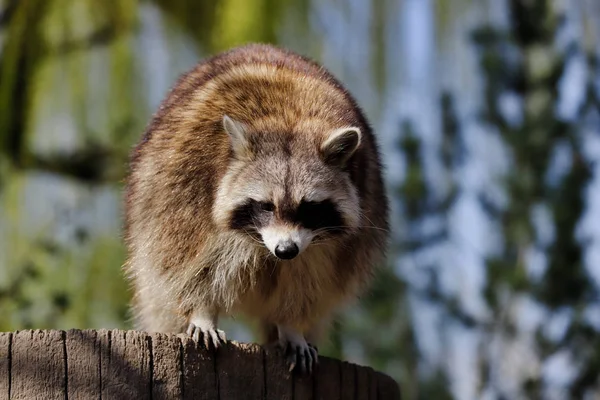 Full body of male common raccoon — 스톡 사진