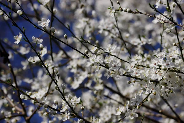 春庭の開花プルナススピノサの木の眺め — ストック写真