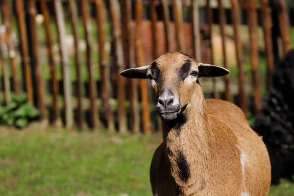 Portrait of domestic cameroon sheep on the farmfield — Stock Photo, Image